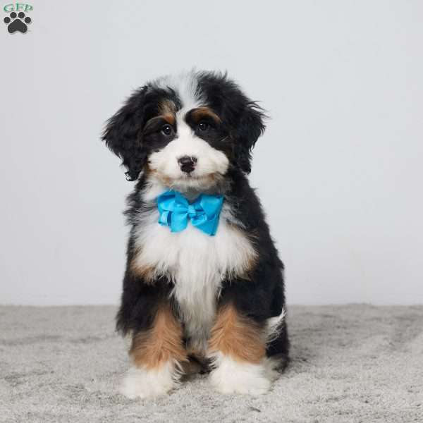 Tommy, Mini Bernedoodle Puppy